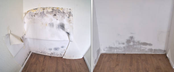 Carpet water damage restoration