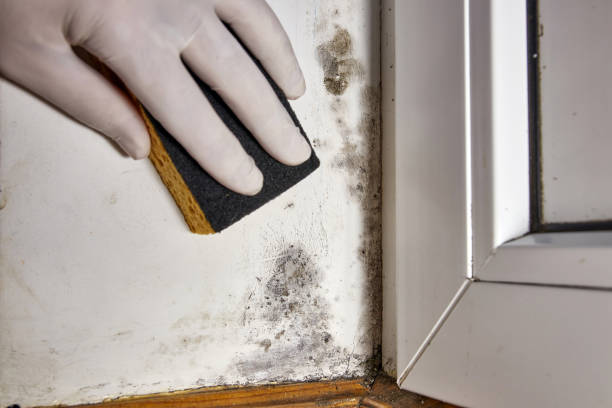 Water damage restoration mold remediation in Coal City, IL